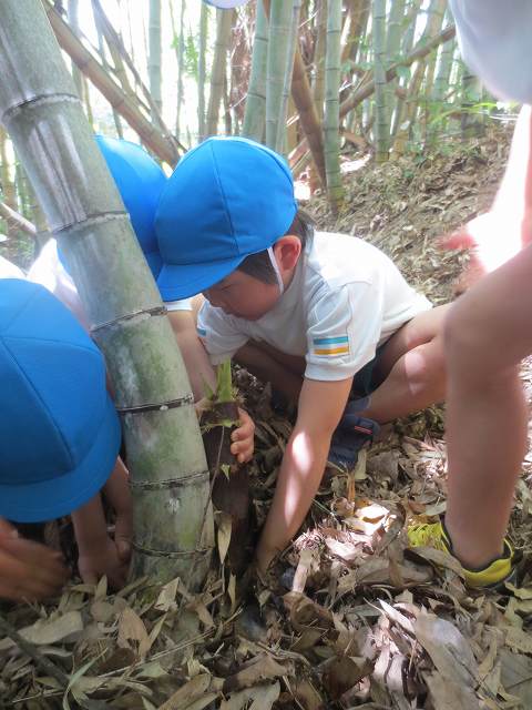 竹林の中で、タケノコ発見！大きいよ！