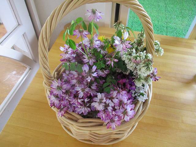 可愛いねー！ レンゲ・タンポポ・シロツメクサが見つかったよ。花を使って腕輪やネックレスを作ると楽しいよ。