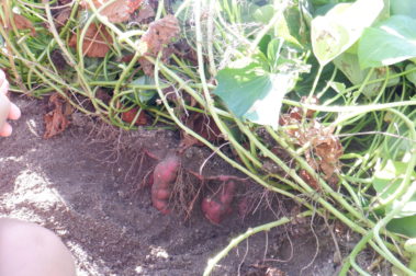 さつまいも、おおきくなっているかな？