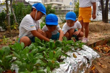 ほうれんそう（あじさい）