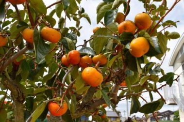 みんなで園庭の柿を頂きました